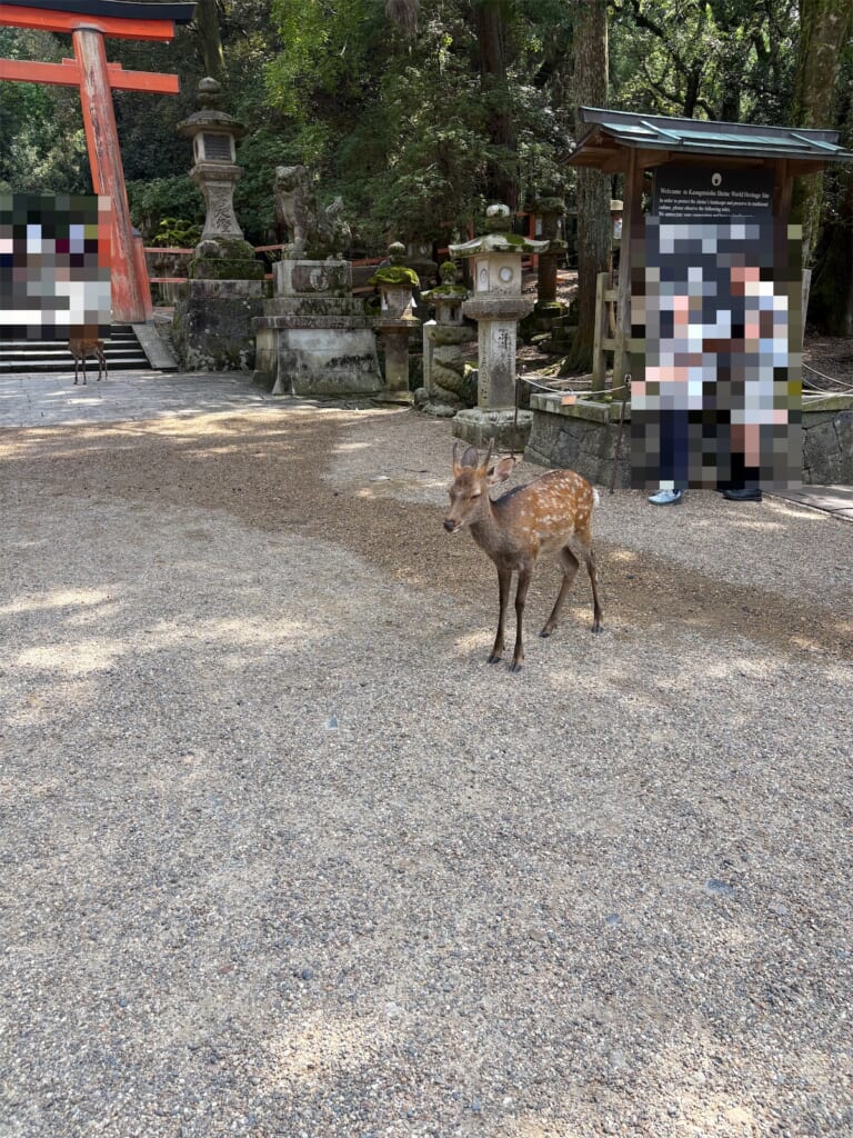 春日大社の鳥居の近く、砂利道に立つ子鹿